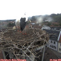 07_50-nest.jpg