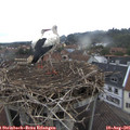 07_55-nest.jpg