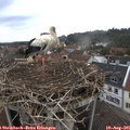 08_00-nest.jpg