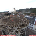 08_05-nest.jpg