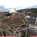 08_10-nest.jpg