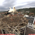 08_15-nest.jpg