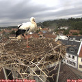 08_20-nest.jpg
