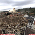 08_25-nest.jpg