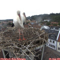 08_30-nest.jpg
