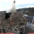 08_35-nest.jpg