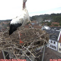 08_40-nest.jpg