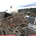 08_45-nest.jpg