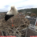 08_50-nest.jpg