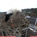 08_55-nest.jpg