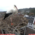 09_00-nest.jpg