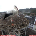 09_05-nest.jpg