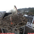 09_10-nest.jpg