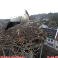 09_15-nest.jpg