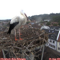 09_20-nest.jpg