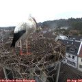 09_25-nest.jpg