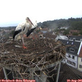 09_30-nest.jpg