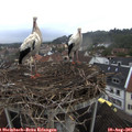 09_35-nest.jpg