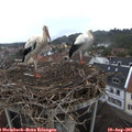09_40-nest.jpg