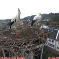 09_45-nest.jpg