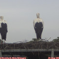 09_50-mast.jpg