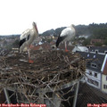 09_50-nest.jpg