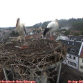09_55-nest.jpg