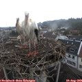 10_00-nest.jpg