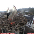 10_05-nest.jpg