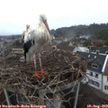 10_10-nest.jpg