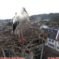 10_15-nest.jpg