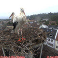 10_20-nest.jpg