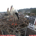 10_30-nest.jpg