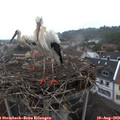 10_35-nest.jpg
