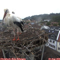 10_40-nest.jpg