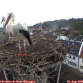10_45-nest.jpg