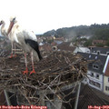 10_50-nest.jpg