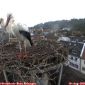 10_55-nest.jpg