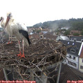 11_00-nest.jpg