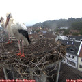 11_05-nest.jpg