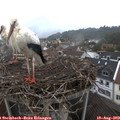 11_10-nest.jpg