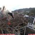 11_15-nest.jpg