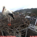 11_20-nest.jpg