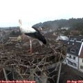 11_25-nest.jpg