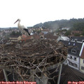 11_30-nest.jpg