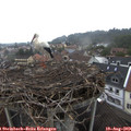 11_35-nest.jpg