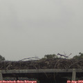 12_10-mast.jpg
