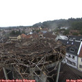12_20-nest.jpg