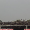 12_35-mast.jpg