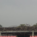 12_40-mast.jpg